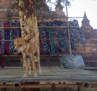 Un chien et un étalage de vêtements au pied d'une pagode à Bagan